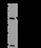 Vav Guanine Nucleotide Exchange Factor 2 antibody, 204226-T46, Sino Biological, Western Blot image 