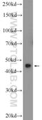 Zinc Finger Protein 320 antibody, 24882-1-AP, Proteintech Group, Western Blot image 