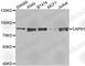 Calpain 1 antibody, A1172, ABclonal Technology, Western Blot image 