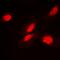 FKBP Prolyl Isomerase 3 antibody, abx225173, Abbexa, Western Blot image 