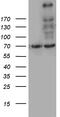 Myosin-XVIIIa antibody, M02344, Boster Biological Technology, Western Blot image 
