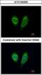 DEAD-Box Helicase 1 antibody, GTX105205, GeneTex, Immunocytochemistry image 