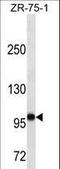 FUT4 antibody, LS-C159688, Lifespan Biosciences, Western Blot image 