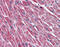 Dihydrolipoamide Dehydrogenase antibody, 51-938, ProSci, Immunohistochemistry paraffin image 