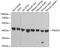 Proteasome 26S Subunit, ATPase 6 antibody, GTX33436, GeneTex, Western Blot image 