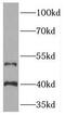 Torsin Family 3 Member A antibody, FNab08874, FineTest, Western Blot image 