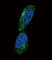 MHC Class I Polypeptide-Related Sequence A antibody, abx034034, Abbexa, Western Blot image 