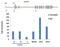 Histone Cluster 1 H2A Family Member E antibody, PA1-41004, Invitrogen Antibodies, Chromatin Immunoprecipitation image 