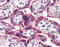 Solute Carrier Family 5 Member 6 antibody, TA341200, Origene, Immunohistochemistry frozen image 