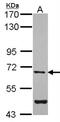 Arylsulfatase G antibody, NBP1-33772, Novus Biologicals, Western Blot image 