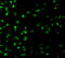 Sterile Alpha And TIR Motif Containing 1 antibody, A03633, Boster Biological Technology, Immunofluorescence image 
