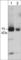 Rabphilin 3A antibody, RM3701, ECM Biosciences, Western Blot image 