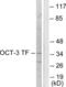 POU Class 5 Homeobox 1 antibody, abx013160, Abbexa, Western Blot image 