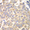 Hydroxyacylglutathione Hydrolase antibody, 22-353, ProSci, Immunohistochemistry frozen image 