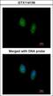 RAN, Member RAS Oncogene Family antibody, GTX114139, GeneTex, Immunofluorescence image 