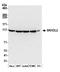 Mtr4 Exosome RNA Helicase antibody, A300-614A, Bethyl Labs, Western Blot image 