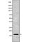 Cystatin D antibody, abx149680, Abbexa, Western Blot image 