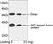 GST antibody, LS-C51623, Lifespan Biosciences, Western Blot image 