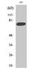 Forkhead Box O1 antibody, A00073S319, Boster Biological Technology, Western Blot image 