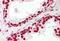 Serine And Arginine Rich Splicing Factor 8 antibody, PA5-41917, Invitrogen Antibodies, Immunohistochemistry frozen image 