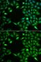 Integrator Complex Subunit 6 antibody, GTX33271, GeneTex, Immunocytochemistry image 