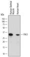 Four And A Half LIM Domains 1 antibody, MAB5938, R&D Systems, Western Blot image 