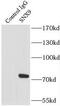 SH3PX1 antibody, FNab08097, FineTest, Immunoprecipitation image 
