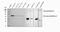 Decorin antibody, PA1314, Boster Biological Technology, Western Blot image 