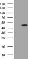 G Protein Subunit Alpha 15 antibody, LS-C798496, Lifespan Biosciences, Western Blot image 