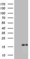 Natriuretic peptides B antibody, TA809044, Origene, Western Blot image 
