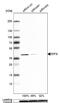 Eukaryotic Translation Initiation Factor 3 Subunit I antibody, NBP1-84873, Novus Biologicals, Western Blot image 