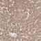 Flavin Containing Dimethylaniline Monoxygenase 2 antibody, PA5-55810, Invitrogen Antibodies, Immunohistochemistry paraffin image 