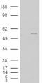 NOVA Alternative Splicing Regulator 1 antibody, LS-B3259, Lifespan Biosciences, Western Blot image 