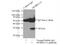 MOB Kinase Activator 1B antibody, 12790-1-AP, Proteintech Group, Immunoprecipitation image 