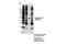 PXtP antibody, 14371S, Cell Signaling Technology, Immunoprecipitation image 