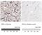 Biglycan antibody, NBP1-84971, Novus Biologicals, Immunohistochemistry paraffin image 