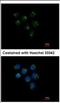 Staufen Double-Stranded RNA Binding Protein 2 antibody, NBP2-20507, Novus Biologicals, Immunocytochemistry image 