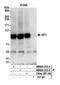 Sp1 Transcription Factor antibody, NB600-233, Novus Biologicals, Western Blot image 