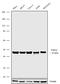 TAR DNA-binding protein 43 antibody, 711051, Invitrogen Antibodies, Western Blot image 