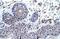 Zinc Finger Protein 660 antibody, PA5-41244, Invitrogen Antibodies, Immunohistochemistry paraffin image 
