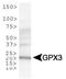 Glutathione peroxidase 3 antibody, NBP1-06398, Novus Biologicals, Western Blot image 