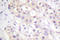 pan-PKC antibody, LS-C176455, Lifespan Biosciences, Immunohistochemistry frozen image 