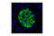 Insulin antibody, 4590S, Cell Signaling Technology, Flow Cytometry image 