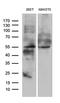 WD Repeat Domain, Phosphoinositide Interacting 1 antibody, M06206, Boster Biological Technology, Western Blot image 