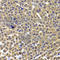 AT-Rich Interaction Domain 3A antibody, A7668, ABclonal Technology, Immunohistochemistry paraffin image 
