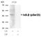 NFKB Inhibitor Beta antibody, GTX50317, GeneTex, Western Blot image 