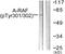 A-Raf Proto-Oncogene, Serine/Threonine Kinase antibody, PA5-38409, Invitrogen Antibodies, Western Blot image 