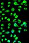 LIG3 antibody, LS-B14872, Lifespan Biosciences, Immunofluorescence image 