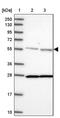 DEAD-Box Helicase 19A antibody, PA5-60962, Invitrogen Antibodies, Western Blot image 