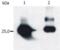 GST antibody, LS-C46140, Lifespan Biosciences, Western Blot image 